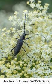 Attēlu rezultāti vaicājumam “Oxymirus cursor female”