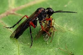 Attēlu rezultāti vaicājumam “Tenthredo campestris female”