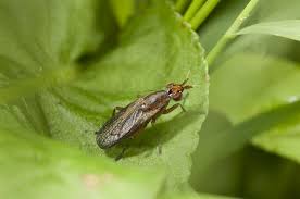 Attēlu rezultāti vaicājumam “Coremacera marginata”