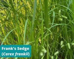 Attēlu rezultāti vaicājumam “Carex atherodes”