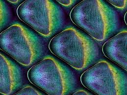 Attēlu rezultāti vaicājumam “Cribraria cancellata macro”