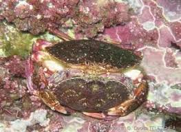 Image result for Cancer irroratus