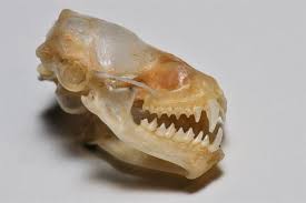 Attēlu rezultāti vaicājumam “Eptesicus serotinus”