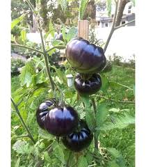 Afbeeldingsresultaat voor debarro black tomato
