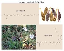Attēlu rezultāti vaicājumam “Lactuca tatarica leaf”