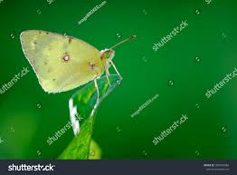 Attēlu rezultāti vaicājumam “Colias palaeno male”