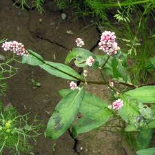 Attēlu rezultāti vaicājumam “Persicaria maculosa flower”