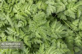 Attēlu rezultāti vaicājumam “Anthriscus sylvestris leaf”