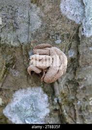 Attēlu rezultāti vaicājumam “Encoelia furfuracea”