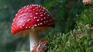 Attēlu rezultāti vaicājumam “Cribraria argillacea macro”