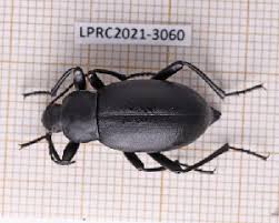 Attēlu rezultāti vaicājumam “Blaps mortisaga”