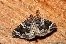 Attēlu rezultāti vaicājumam “Eulithis pyropata”