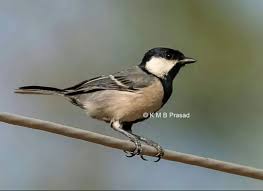 Attēlu rezultāti vaicājumam “Parus major female”