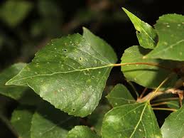 Attēlu rezultāti vaicājumam “Populus nigra leaf”