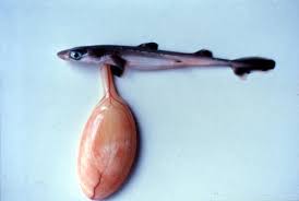 Image result for Squalus acanthias