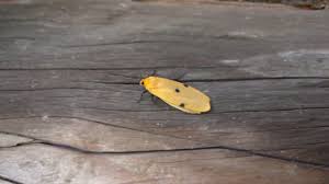 Attēlu rezultāti vaicājumam “Lithosia quadra female”