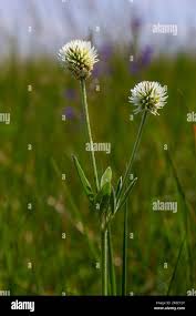 Attēlu rezultāti vaicājumam “Trifolium montanum leaf”