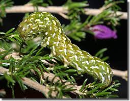 Attēlu rezultāti vaicājumam “Anarta myrtilli larva”