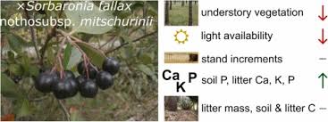 Attēlu rezultāti vaicājumam “x Sorbaronia fallax”