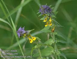 Attēlu rezultāti vaicājumam “Melampyrum nemorosum”