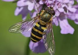 Attēlu rezultāti vaicājumam “Syrphus torvus”