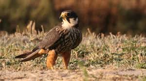 Attēlu rezultāti vaicājumam “Falco subbuteo adult”