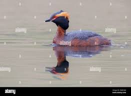 Image result for Podiceps auritus