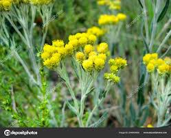 Attēlu rezultāti vaicājumam “Helichrysum arenarium leaf”