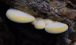 Attēlu rezultāti vaicājumam “Phyllotopsis nidulans”