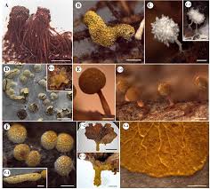 Attēlu rezultāti vaicājumam “Diachea leucopodia young”
