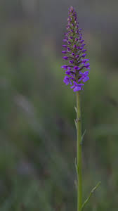 Attēlu rezultāti vaicājumam “Gymnadenia conopsea bud”