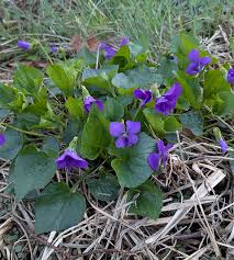 Attēlu rezultāti vaicājumam “Viola sororia”