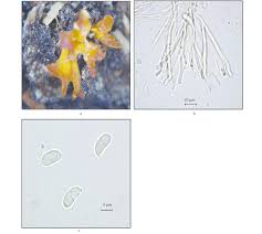 Attēlu rezultāti vaicājumam “Calocera pallidospathulata”