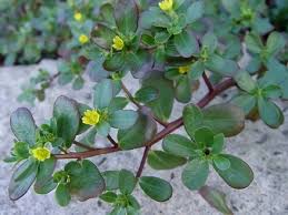 Attēlu rezultāti vaicājumam “Portulaca oleracea leaf”