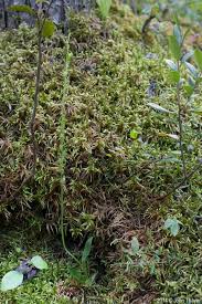 Attēlu rezultāti vaicājumam “Hammarbya paludosa leaf”