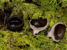 Attēlu rezultāti vaicājumam “Pseudoplectania nigrella”