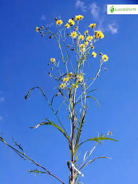 Attēlu rezultāti vaicājumam “Crepis tectorum flower”