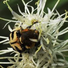 Attēlu rezultāti vaicājumam “Trichius fasciatus imago”