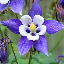 Image result for Akelei