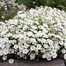 Attēlu rezultāti vaicājumam “Arenaria procera”