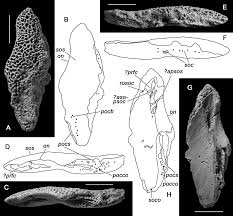 Attēlu rezultāti vaicājumam “Laccognathus panderi”