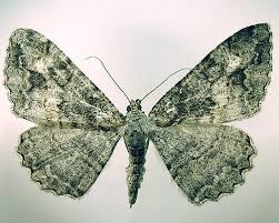 Attēlu rezultāti vaicājumam “Alcis repandata”