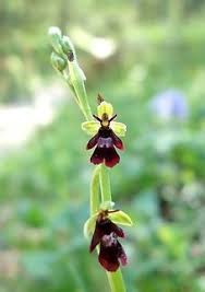 Attēlu rezultāti vaicājumam “Ophrys insectifera leaf”