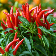 Afbeeldingsresultaat voor thai bird pepper hot pepper