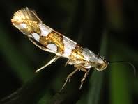 Attēlu rezultāti vaicājumam “Argyresthiidae”