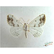 Attēlu rezultāti vaicājumam “Clostera curtula”