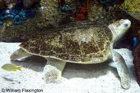 Image result for Lepidochelys olivacea