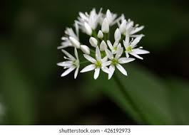 Attēlu rezultāti vaicājumam “Allium ursinum fruit”