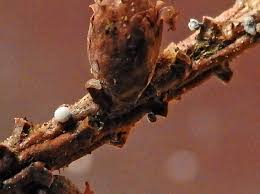 Attēlu rezultāti vaicājumam “Didymium tussilaginis sessile”