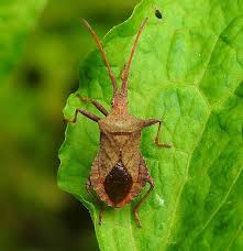 Attēlu rezultāti vaicājumam “Coreus marginatus imago”